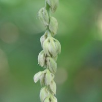 Mucuna pruriens var. pruriens (L.) DC.